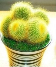 仙人类 仙人球 迷你盆栽盆景花卉植物=舍内摆放=防辐射金丝猴=