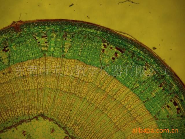 椴树茎横切