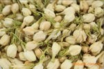 茉莉花蕾 养颜润肤排毒 茉莉花茶 花草茶花果茶批发