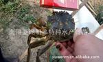 【明丰特种水产】供应优质大螃蟹
