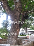 降香黄檀进口清关深圳观澜红木进口报关代理公司