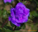 �ؼ۳��� ��Ʒõ����  ��õ�� ��������