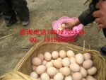 厂价精品土鸡蛋 05-25