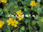 直销供应水生植物 荇菜 