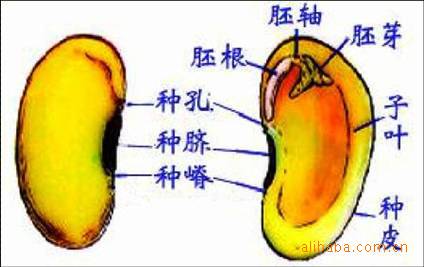 什么是种子的加工