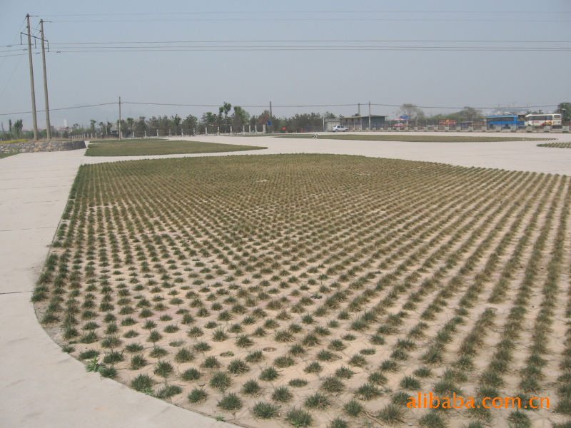 植草砖场地