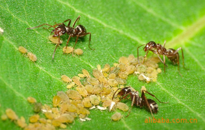 蚂蚁和蚜虫的合作 【真家伙第三季】 天博机床量具工具