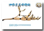 供应莲藕种——浙湖二号(原种)