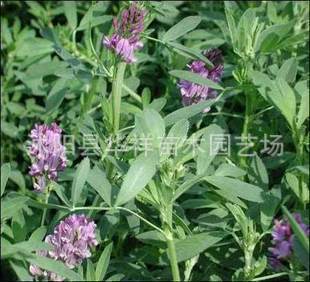 批发供应—优质进口 牧草种子-紫花苜蓿 素有“牧草之王”的称号