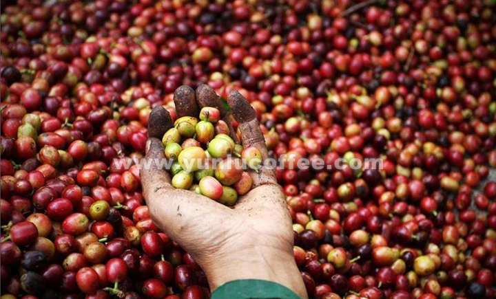 所有图片均系云潞咖啡原创作品，请勿抄袭盗用 