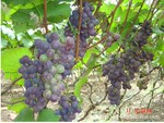 ��Ӧ�����ࣺ�㽶���� ����ָ���� ��ţ������
