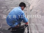 ��Ӧpe��������Ĥ ������������Ĥ ��������Ĥ