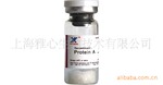 Protein A