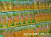 脆蜜超甜水果型即食玉米