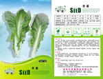 家庭农场系列品种-绿色种植环保健康-红苋菜