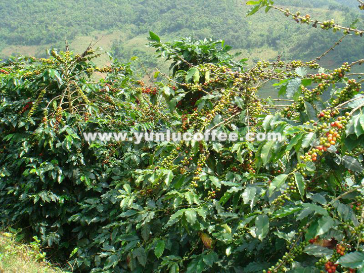 所有图片均系云潞咖啡原创作品，请勿抄袭盗用 