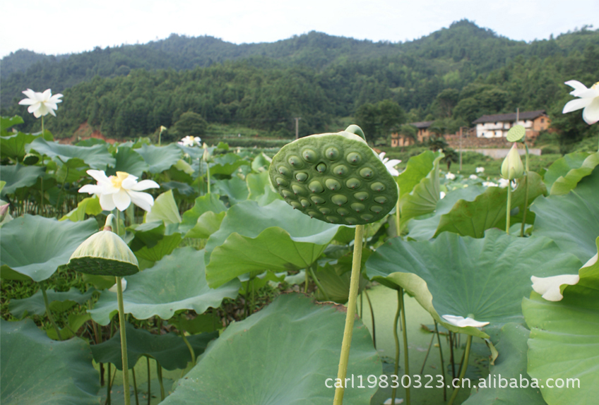 供应莲子特级广昌白莲通芯白莲小批量高品质价格面议