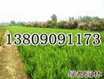��Ӧ������״�������ڷ��ȳƣ�20-25�ڷ����أ�ͼ��
