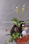 【新品上市】供应多种高品质的 陶瓷花盆