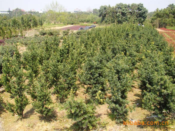 羅漢松大樹地4cm,高2.5m起.32元每株.--產地直銷各種規格綠化苗木