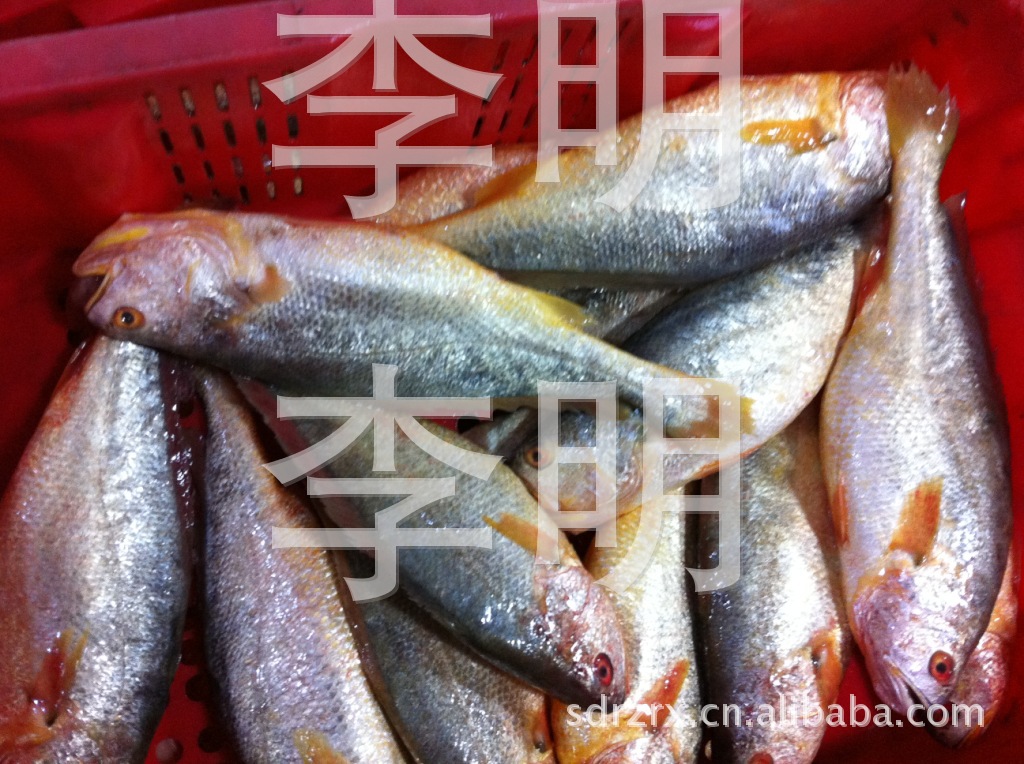 供应批发优质的营养美味的大黄花鱼