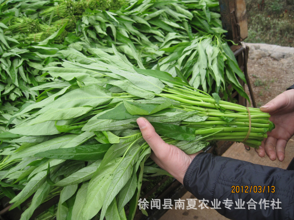 【中国野菜を食べてみる】儿菜(子持ち高菜)は本当に美味しいお勧め野菜だ: 深セン・香港の観光旅行生活情報局