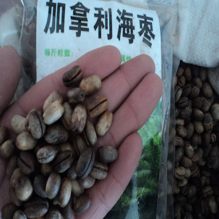 供应加拿利海枣种子 长叶刺葵种子 加拿利海枣种子价格 播种技术
