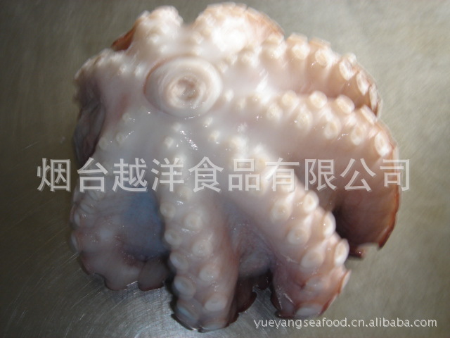 朝鲜大章鱼