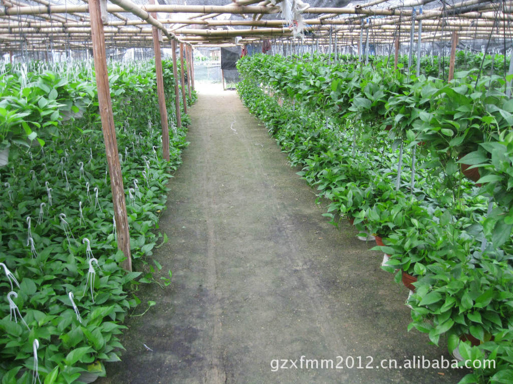 广州永蓝花卉种植基地大量直销优质绿萝吊兰