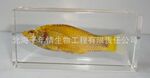 供鱼琥珀书镇,虾琥珀镇纸,螃蟹琥珀书镇