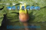 供应芡实种子(鸡头包子种)——白花南芡