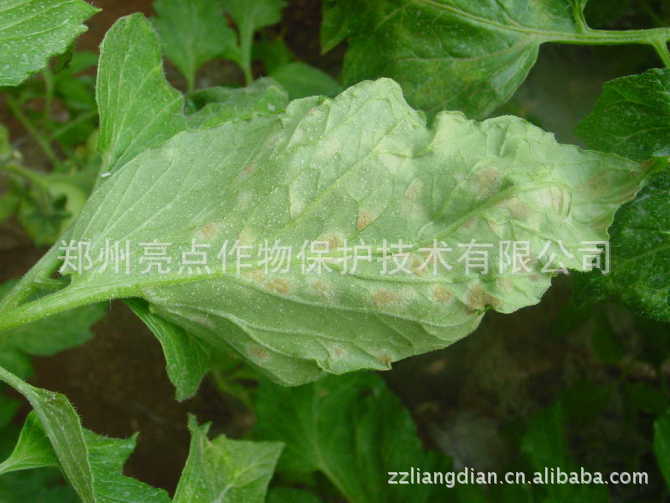 二,叶霉病