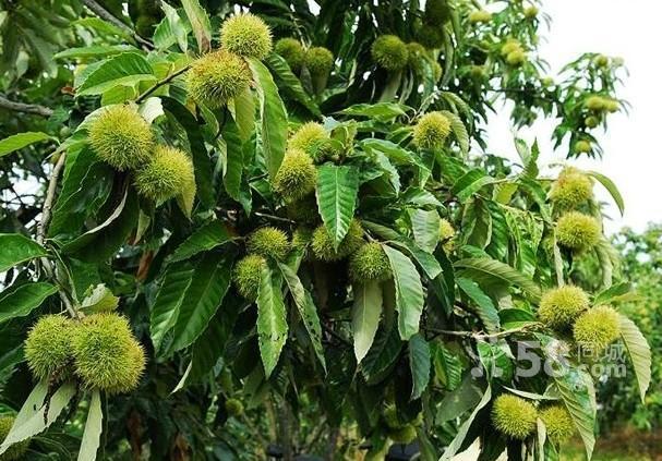 苏北特产丹东宽甸板栗油栗栗仁出口东南亚代发货