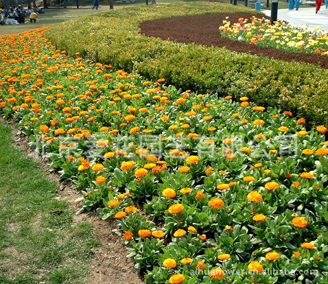 金盏菊 花圃苗圃 一二年生草花 绿化苗木 花坛摆放 基地直供