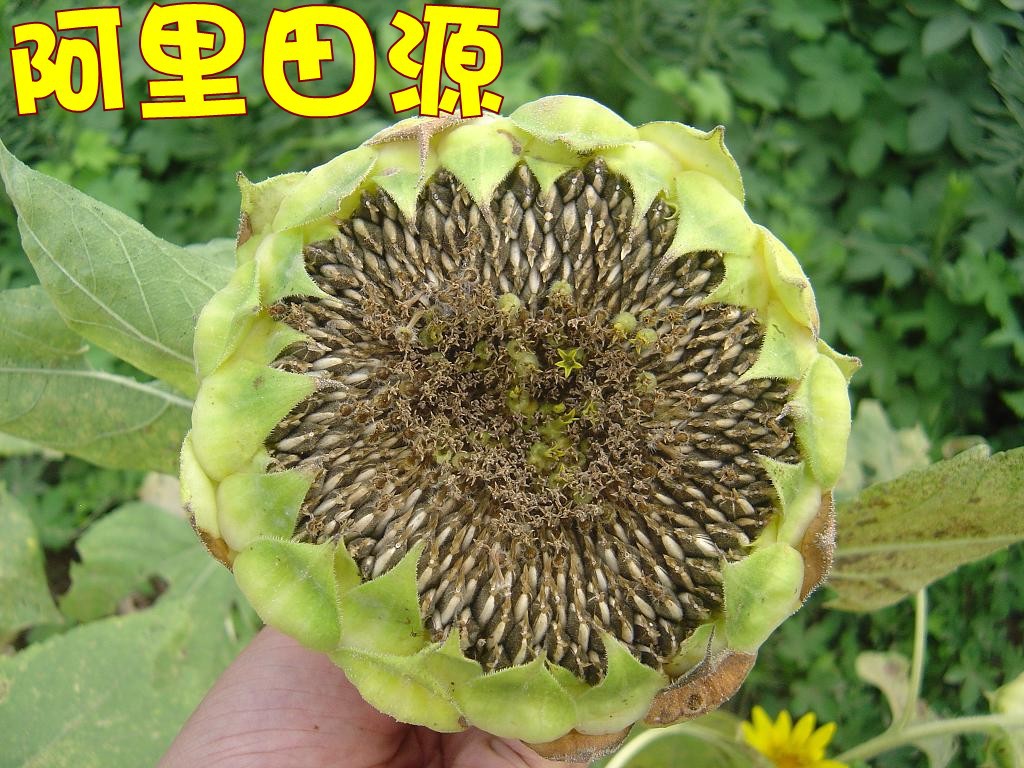 葵瓜子又名葵花子,天葵子,葵子.葵瓜子是向日葵的果实,艟菊科.
