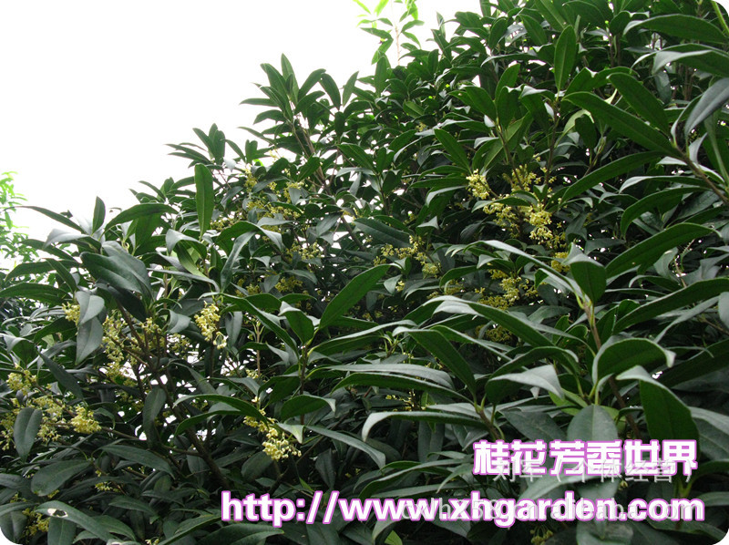 供应玉桂 精品玉桂 桂花 新品种玉桂 扦插苗