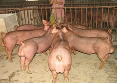 河南仔猪养殖场供应优质仔猪  量大价优  欢迎大量订购