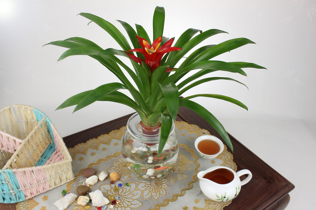 厂家直销,低价供应凤梨花 水培植物 供应l绿色盆栽 红运当头图片_3