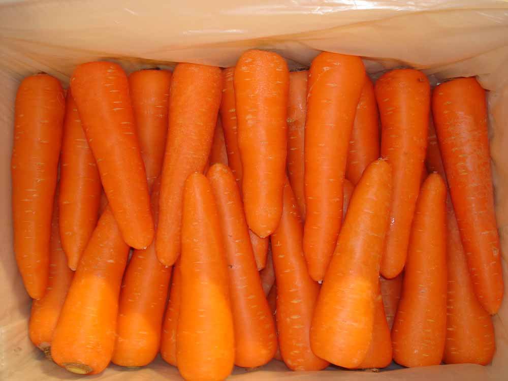 Fresh-Carrot