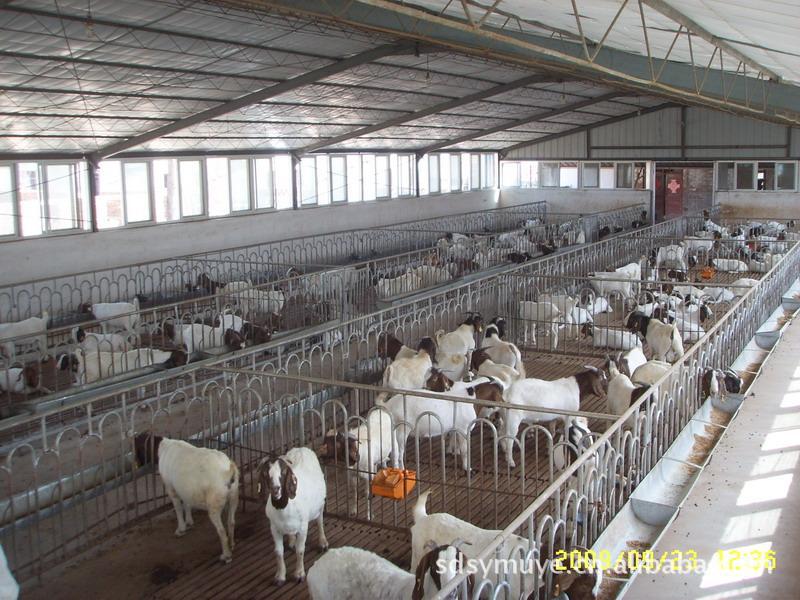 山东肉羊价格分析 养殖肉羊利润区分养羊效益市场发展