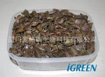 金线莲鲜品