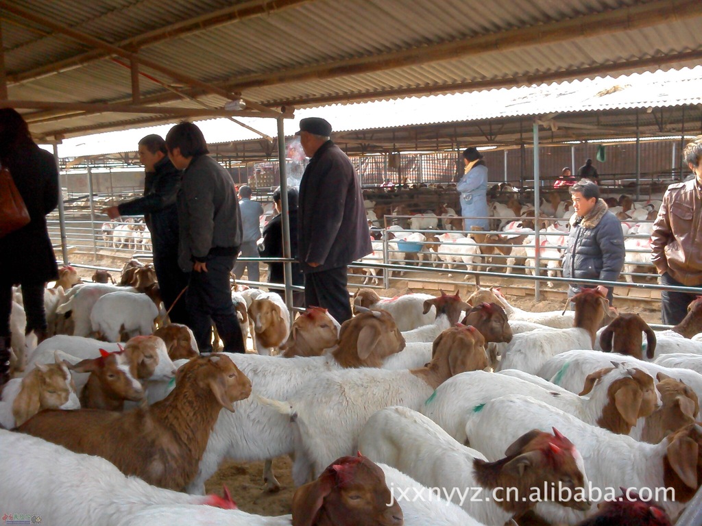 供应肉羊养殖效益分析，肉羊养殖，农村肉羊养殖，山东肉羊