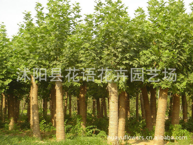 供应批发法国梧桐树苗基地直销