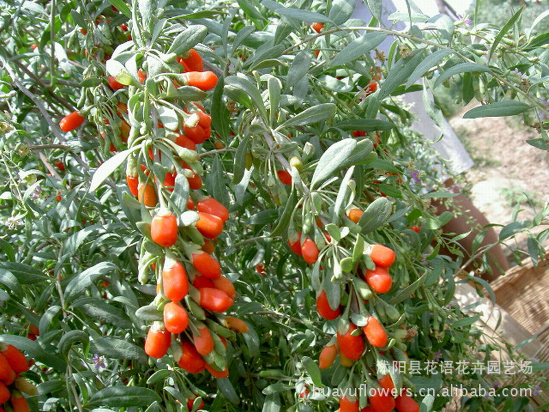 枸杞价格 枸杞价格