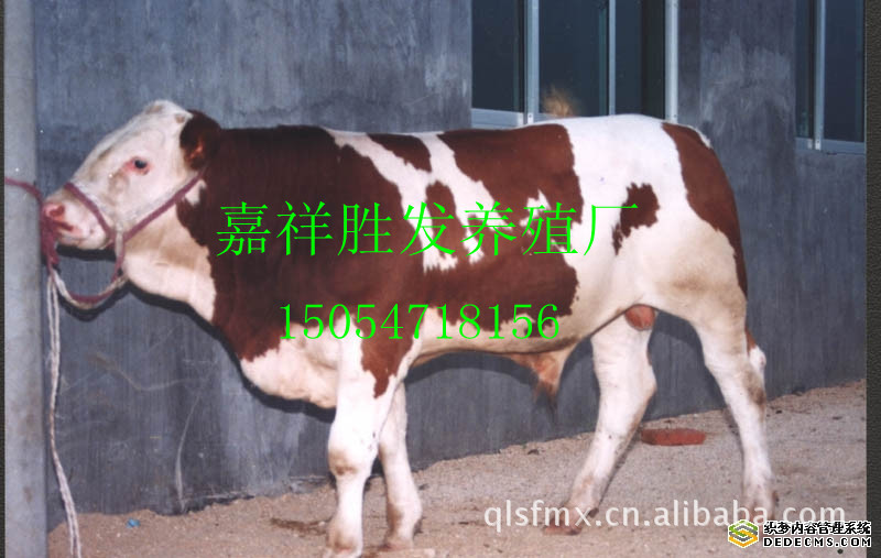 肉牛養殖前景 改良肉牛 請到勝發養殖場選購
