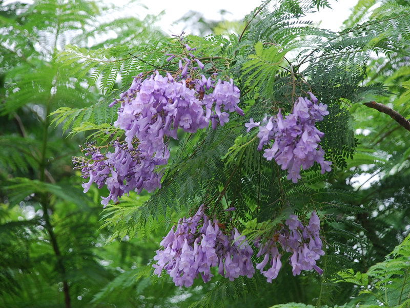 供应各种规格蓝花楹