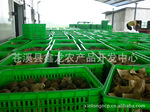 基地供应鲜红心猕猴桃。果醋.果醬.果酒.果汁.果茶誠招全國經銷商