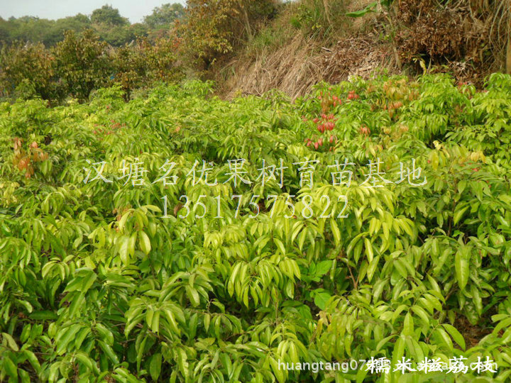 荔枝场定点育苗基地专供 糯米糍荔枝苗 荔枝中的极品 果树苗