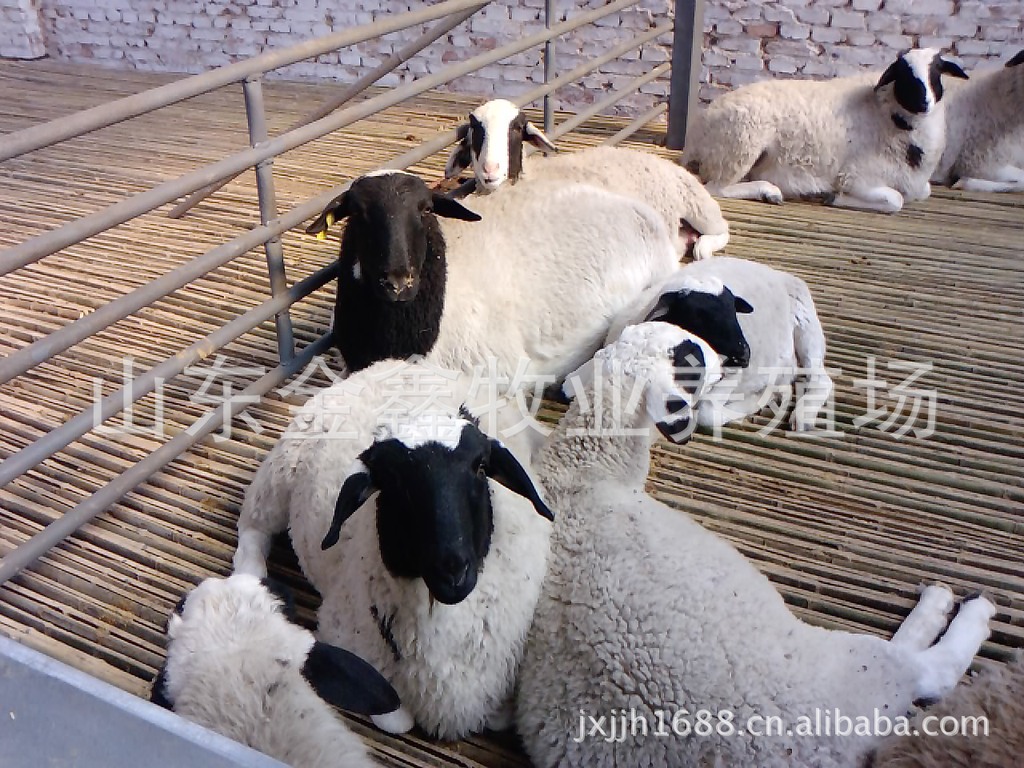 波尔山羊，国外纯种羊品质优出肉量大