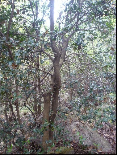 供应狗骨树,鸟不宿,猫儿刺,枸骨冬青(下山树)